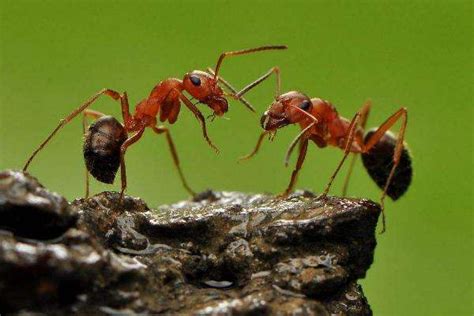 蚂蚁介绍