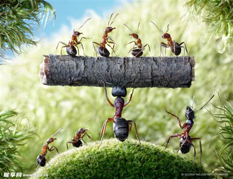 蚂蚁搬家正宗方法