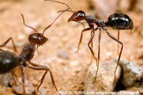 蚂蚁靠触角传递信息的作文