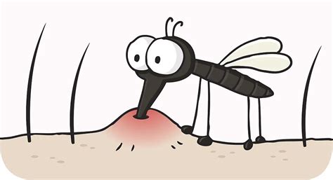 蚊子叮人时会先将唾液注入人体内是否正确