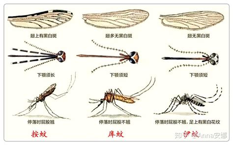 蚊子进化合集