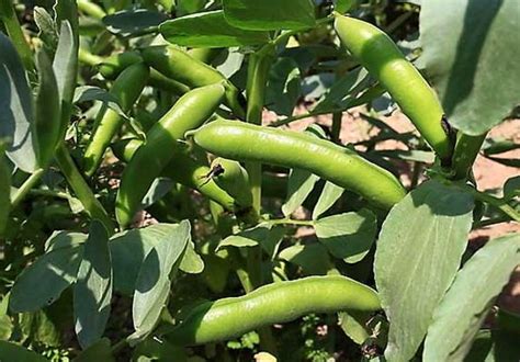蚕豆怎么种植管理产量高