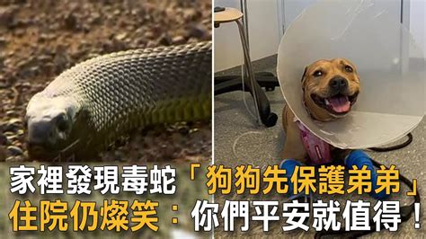蛇怕狗是什么原因
