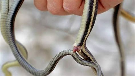蛇有两个器官是真的吗