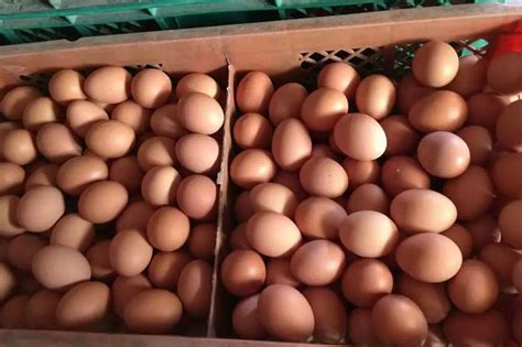 蛋禽网今日鸡蛋价格