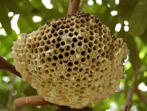蜂房的功效与作用吃法