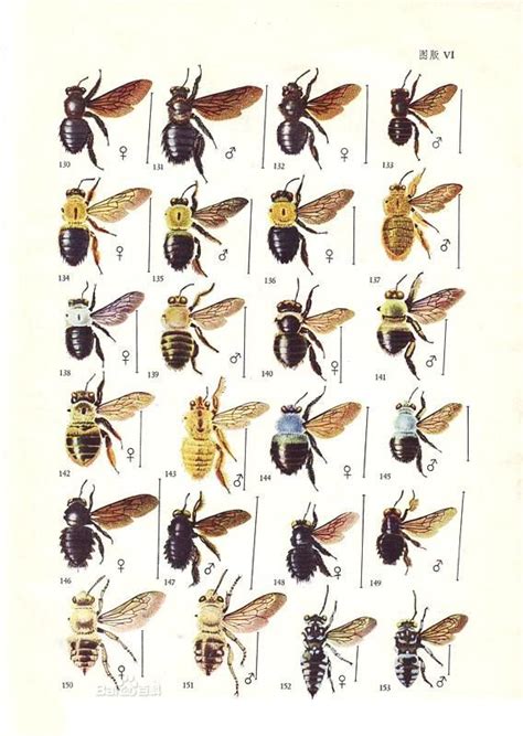 蜂类图鉴