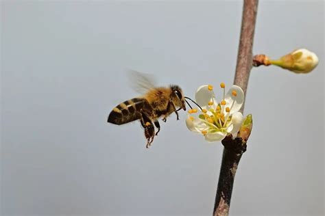 蜜蜂值得我们学习的特点