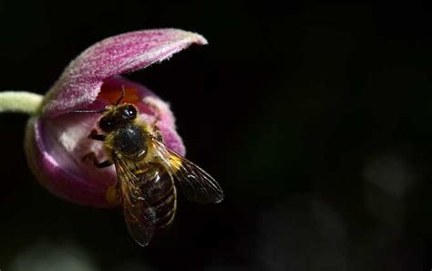 蜜蜂入屋征兆