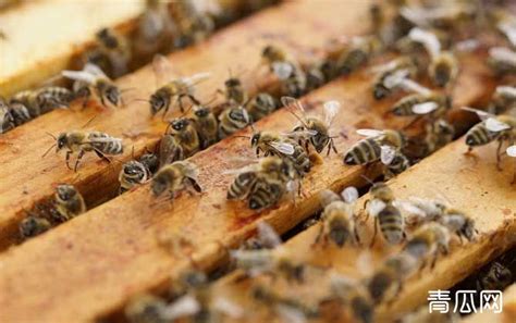 蜜蜂养殖公司起名大全