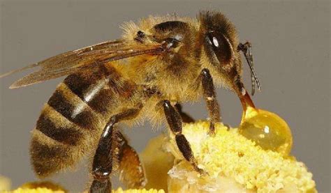 蜜蜂对蜂种的选择