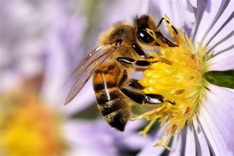 蜜蜂有哪些精神和特点