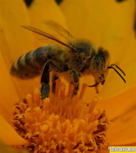 蜜蜂的品质和精神小练笔