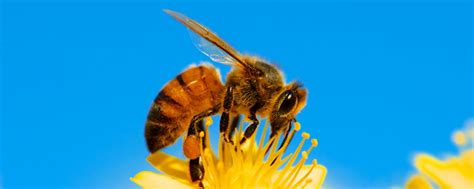蜜蜂的精神品质是什么样的