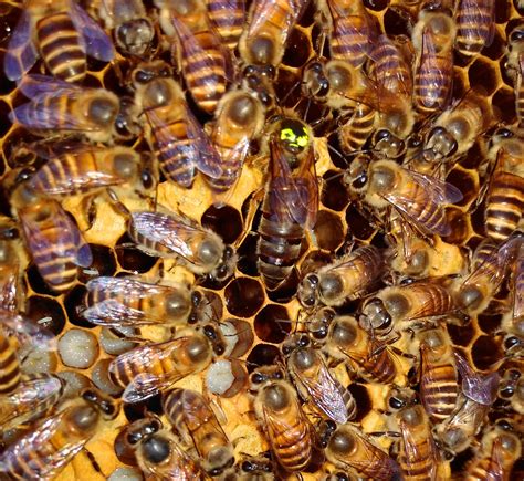 蜜蜂短小蜂种