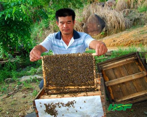 蜜蜂胡蜂养殖