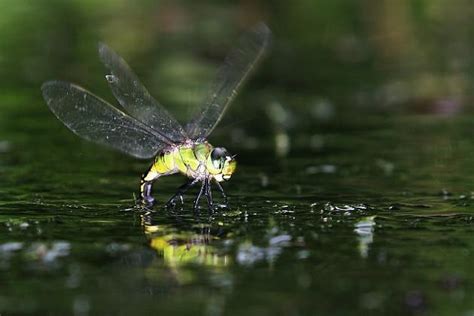 蜻蜓点水是什么行为
