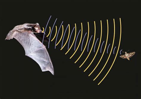 蝙蝠发出的超声波人能听见吗