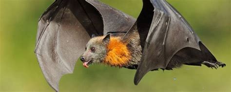 蝙蝠可以吃蚊子和飞蛾吗