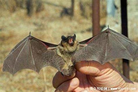 蝙蝠在家里飞会有病毒吗