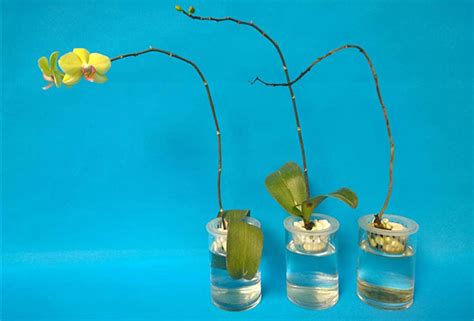 蝴蝶兰瓶苗的种植全过程
