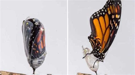 蝴蝶破茧成蝶的过程图片