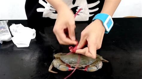 螃蟹绑着绳子怎么清洗