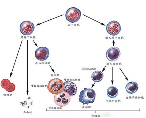 血细胞的三种分类