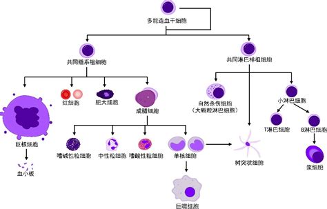 血细胞详细分类