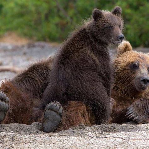 西伯利亚棕熊有多大
