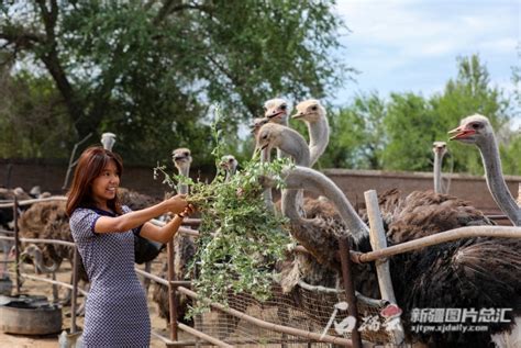 西华县鸵鸟养殖繁殖基地