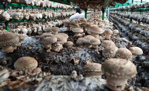 西峡香菇种植技术标准