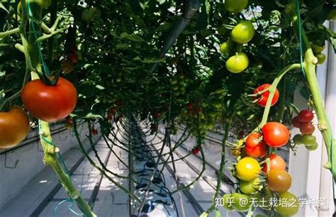 西红柿栽培详细技术