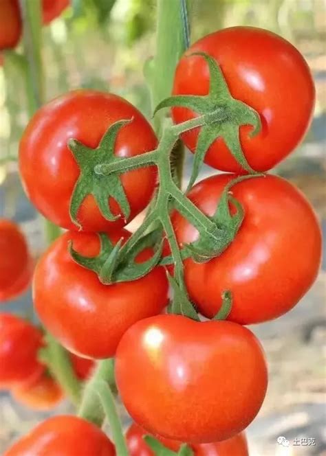 西红柿种植技术 技巧