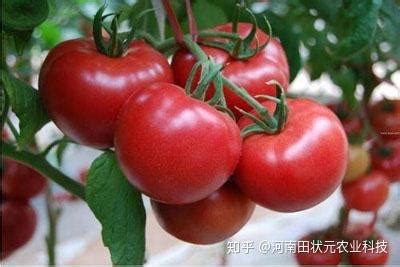 西红柿膨果用啥叶面肥