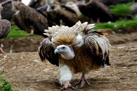 西藏天台秃鹫视频