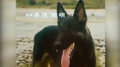 警犬卡尔电影完整中文版