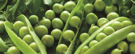 豌豆种植步骤图文