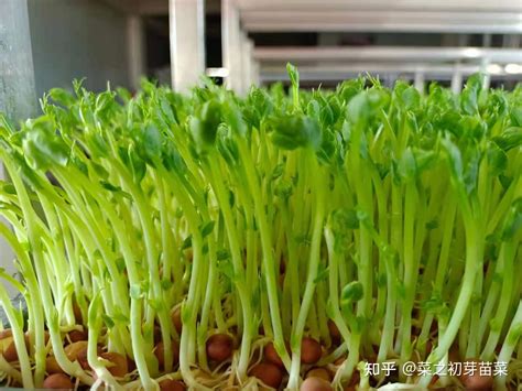 豌豆芽苗菜种植方法