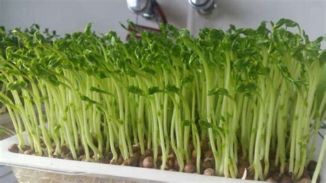 豌豆苗在地里种植方法