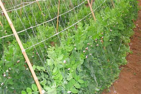 豌豆苗怎么栽培种植成活率高