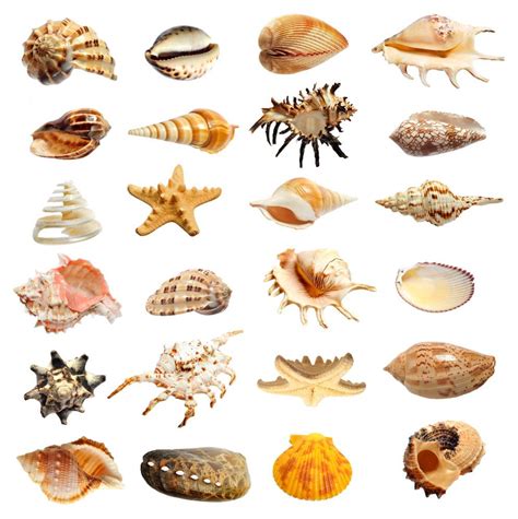 贝壳的分类及图片