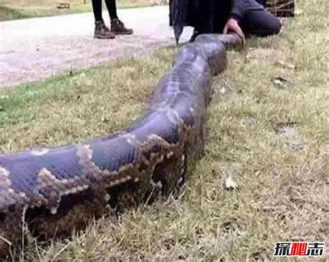 贵州挖出4吨巨蛇是真的吗