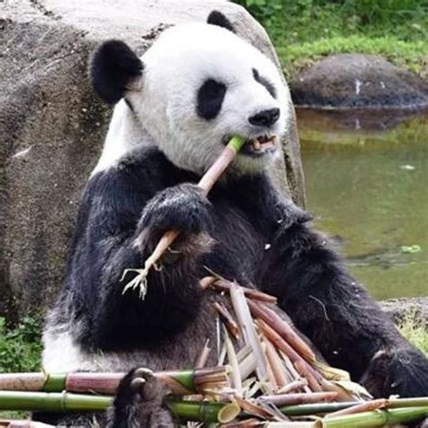赴美大熊猫死亡