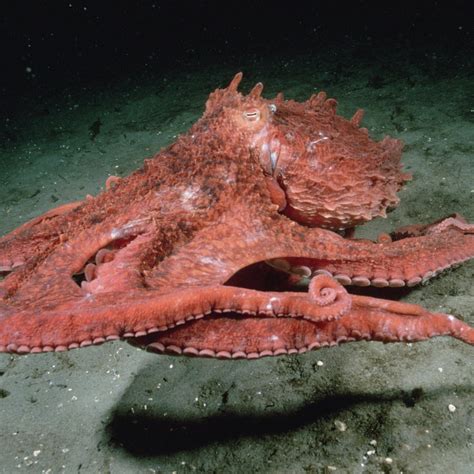 超级巨型大章鱼