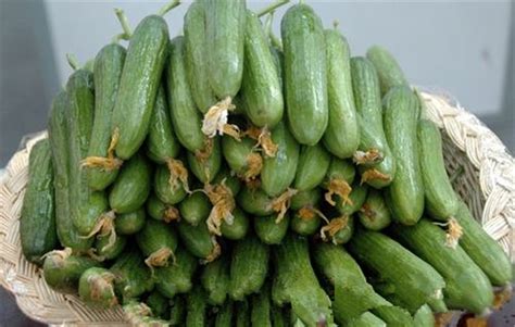 越南乳瓜种子的图片
