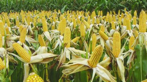 转基因玉米会发芽吗