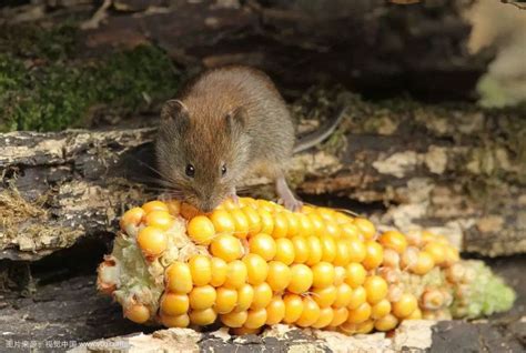 转基因玉米使老鼠绝种