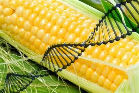 转基因玉米种子名单