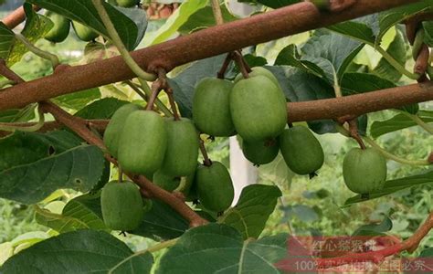 软枣猕猴桃种植方法和管理